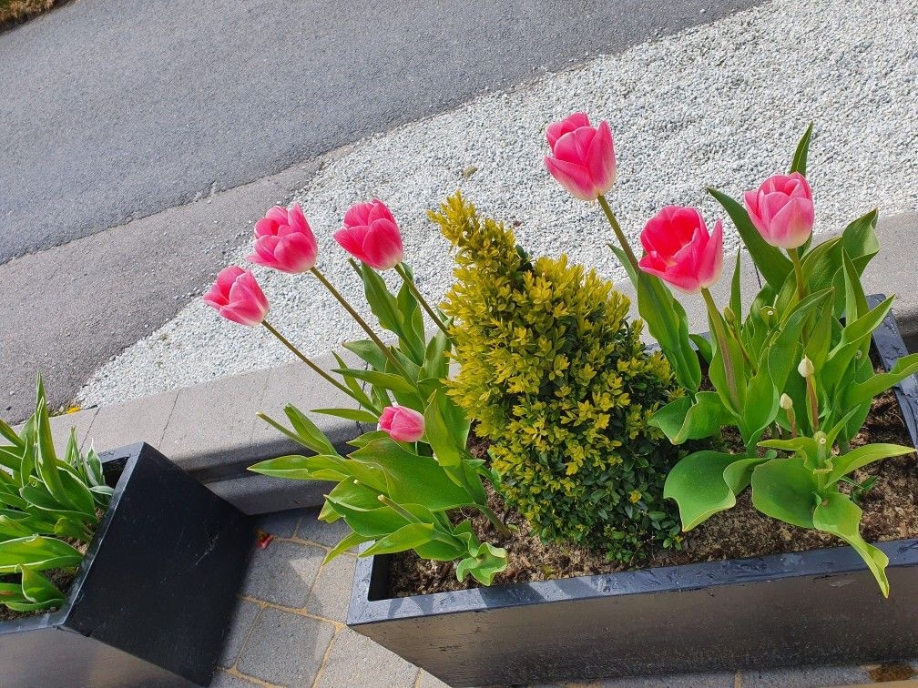 Tử vi vòng quay công nghệ ngày 29/1/2026: Tuổi Thìn nhiều may mắn, tuổi Mùi tiểu nhân quấy phá