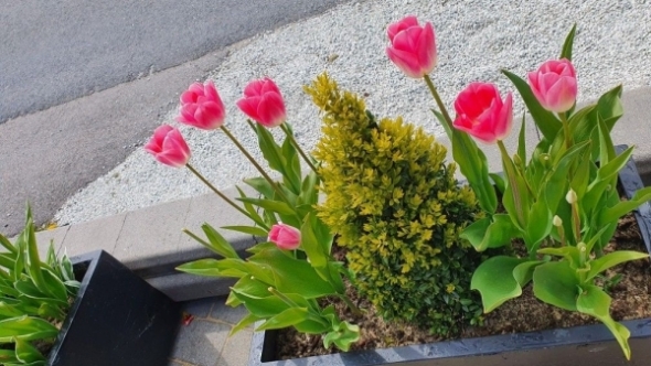 Tử vi vòng quay công nghệ ngày 29/1/2026: Tuổi Thìn nhiều may mắn, tuổi Mùi tiểu nhân quấy phá