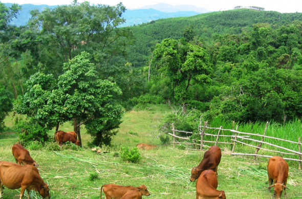 Mở rộng thị trường xuất khẩu - động lực quan trọng thúc đẩy tăng trưởng lĩnh vực chăn nuôi