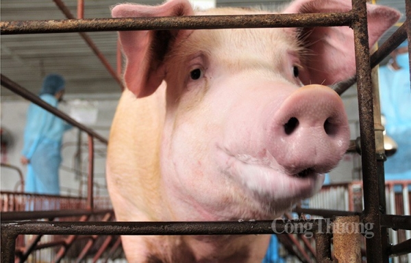 Giá heo hơi hôm nay ngày 25/2/2024: Quanh mức 56.000 đồng/kg | Báo Công Thương