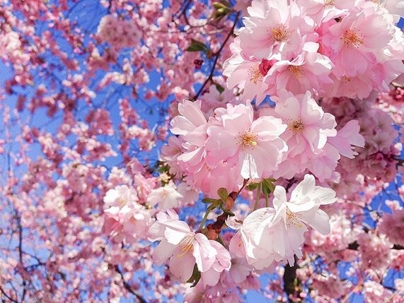 Tử vi vòng quay công nghệ ngày 1/2/2025: Tuổi Dần nhiều may mắn, tuổi Thân công việc không hiệu quả Tử vi vòng quay công nghệ ngày 1/2/2025: Tuổi Dần nhiều may mắn, tuổi Thân công việc không hiệu quả