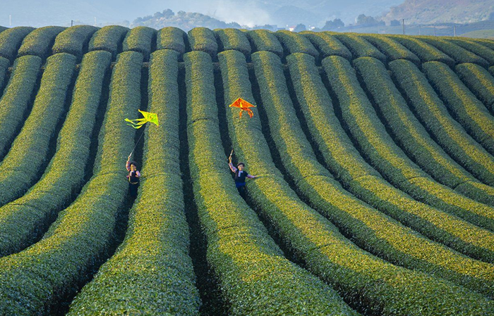 Vai trò lãnh đạo của Đảng trong phát triển nông nghiệp, nông thôn