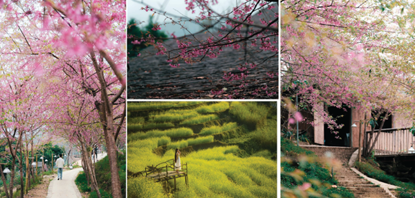 Hoa anh đào bung nở ở Hòa Bình Hoa anh đào bung nở ở Hòa Bình