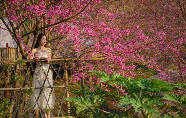 Hoa anh đào bung nở ở Hòa Bình Hoa anh đào bung nở ở Hòa Bình