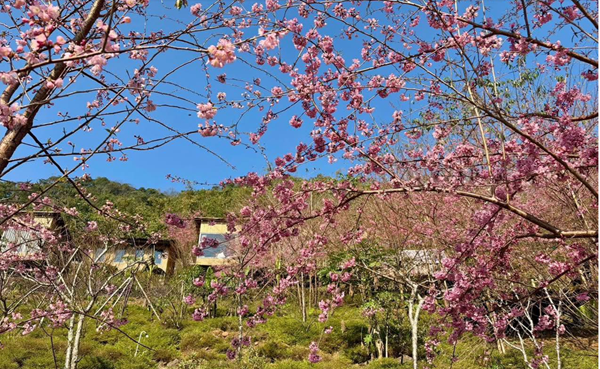 Hoa anh đào bung nở ở Hòa Bình Hoa anh đào bung nở ở Hòa Bình