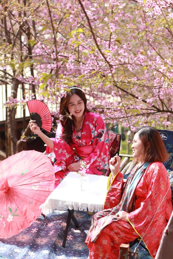 Hoa anh đào bung nở ở Hòa Bình Hoa anh đào bung nở ở Hòa Bình