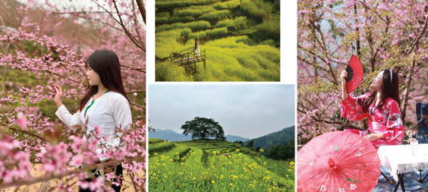 Hoa anh đào bung nở ở Hòa Bình Hoa anh đào bung nở ở Hòa Bình