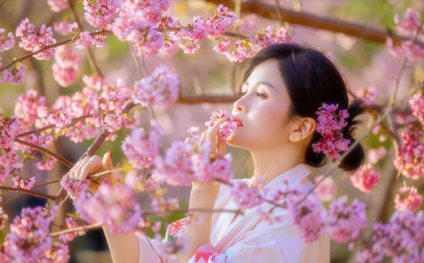 Hoa anh đào bung nở ở Hòa Bình Hoa anh đào bung nở ở Hòa Bình