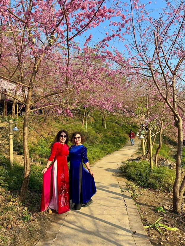 Hoa anh đào bung nở ở Hòa Bình Hoa anh đào bung nở ở Hòa Bình