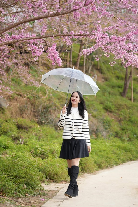 Hoa anh đào bung nở ở Hòa Bình Hoa anh đào bung nở ở Hòa Bình