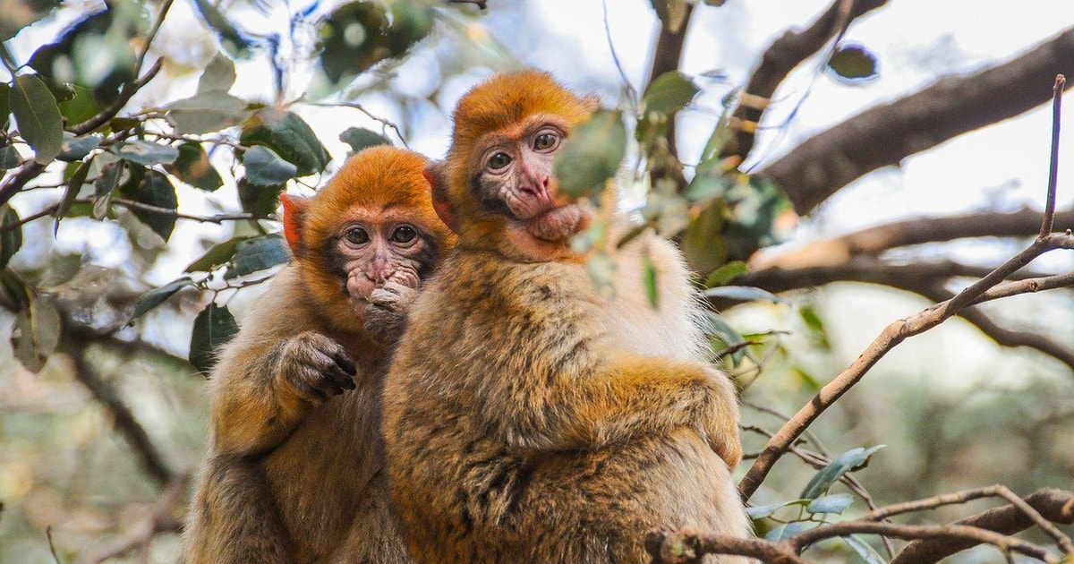 Yên Bái: Ban hành kế hoạch quy hoạch bảo tồn đa dạng sinh học Yên Bái: Ban hành kế hoạch quy hoạch bảo tồn đa dạng sinh học