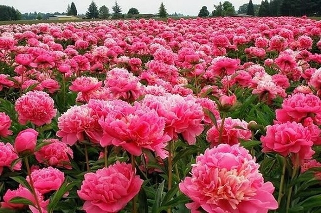 Tử vi vòng quay công nghệ ngày 11/2/2025: Tử vi vòng quay công nghệ ngày 11/2/2025: