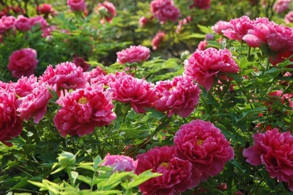 Tử vi vòng quay công nghệ ngày 11/2/2025: Tử vi vòng quay công nghệ ngày 11/2/2025: