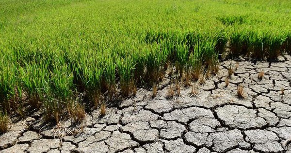 Thủ tướng yêu cầu chủ động ứng phó đợt xâm nhập mặn cao điểm ở Đồng bằng sông Cửu Long và Thành phố Hồ Chí Minh