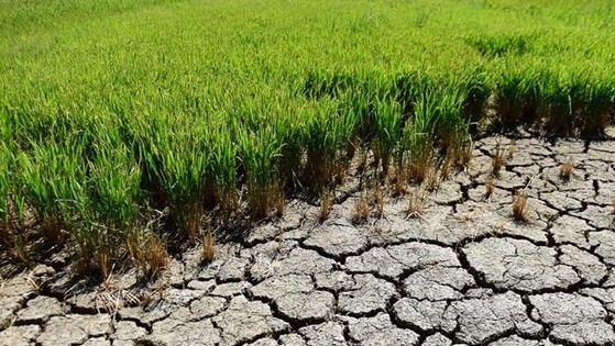 Thủ tướng yêu cầu chủ động ứng phó đợt xâm nhập mặn cao điểm ở Đồng bằng sông Cửu Long và Thành phố Hồ Chí Minh