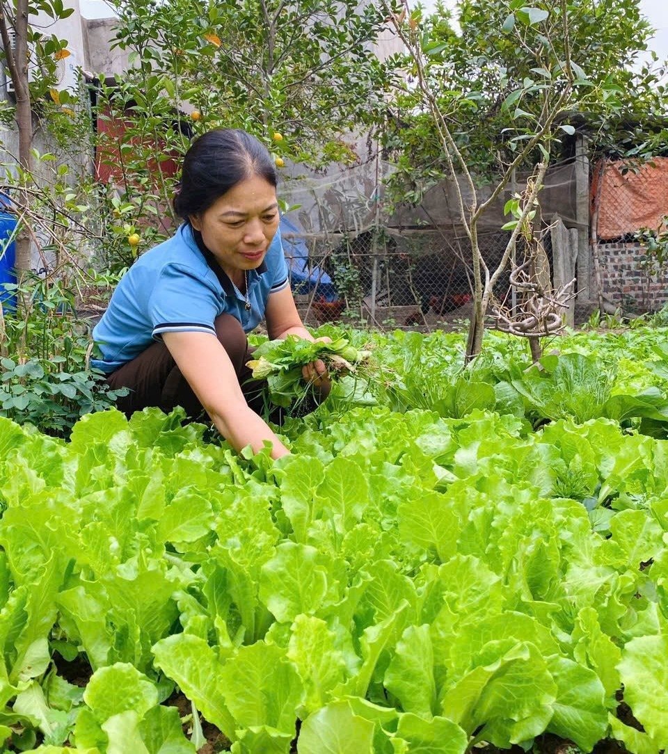 Tứ Kỳ (Hải Dương): Phụ nữ Kỳ Sơn làm men vi sinh “biến rác thành phân” Tứ Kỳ (Hải Dương): Phụ nữ Kỳ Sơn làm men vi sinh “biến rác thành phân”