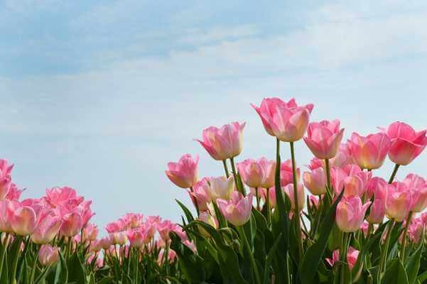 Tử vi vòng quay công nghệ ngày 27/2/2025: Tuổi Tý khá khó khăn, tuổi Ngọ hoàn thành tốt công việc Tử vi vòng quay công nghệ ngày 27/2/2025: Tuổi Tý khá khó khăn, tuổi Ngọ hoàn thành tốt công việc