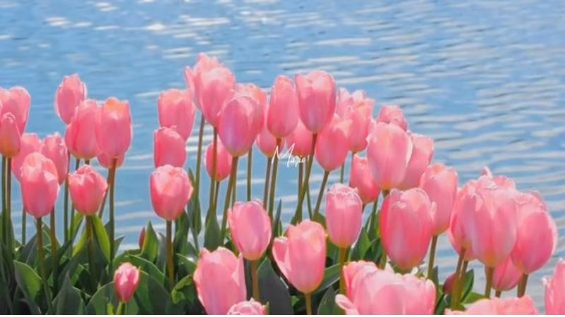 Tử vi vòng quay công nghệ ngày 27/2/2025: Tuổi Tý khá khó khăn, tuổi Ngọ hoàn thành tốt công việc Tử vi vòng quay công nghệ ngày 27/2/2025: Tuổi Tý khá khó khăn, tuổi Ngọ hoàn thành tốt công việc