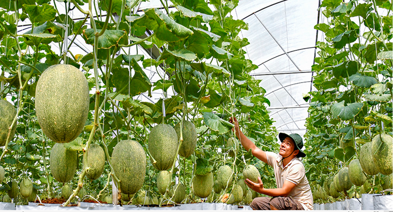 Cà Mau thúc đẩy chuyển đổi số trong hoạt động khuyến nông