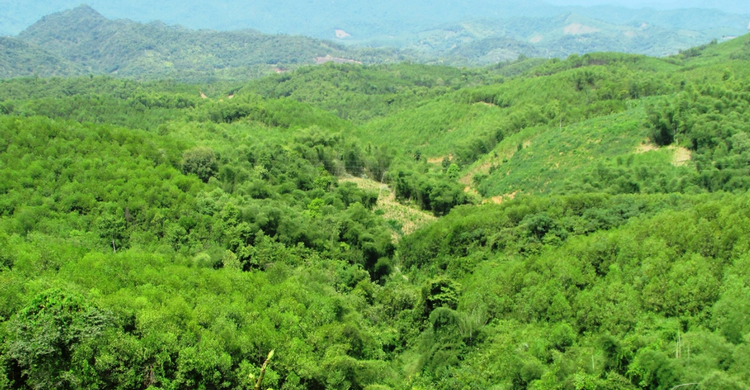 Hiệu quả kinh tế cao từ giảm phát thải rừng tại Nghệ An