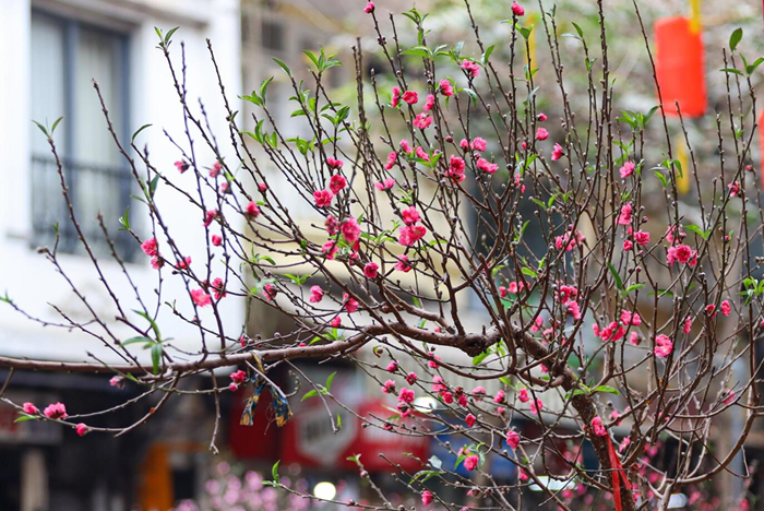 Dự báo thời tiết 3 miền dịp Tết Bính Ngọ 2026