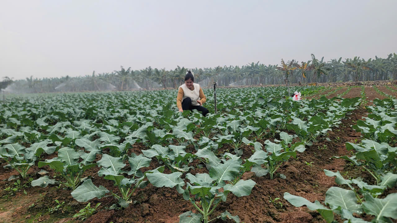 Xuân trên vùng đất bãi: Khi nông nghiệp hữu cơ đánh thức mùa vàng xã đảo