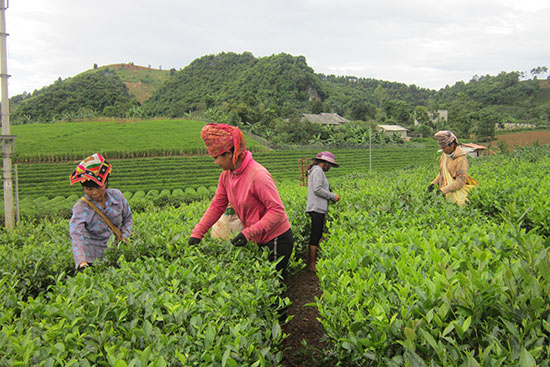 Nâng cao giá trị sản xuất tại các vùng trồng cây công nghiệp
