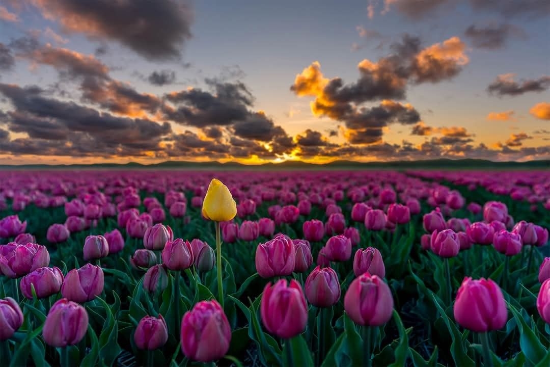 Tử vi vòng quay công nghệ ngày 23/2/2026: Tuổi Mão may mắn trong công việc, tuổi Tý bị nói xấu