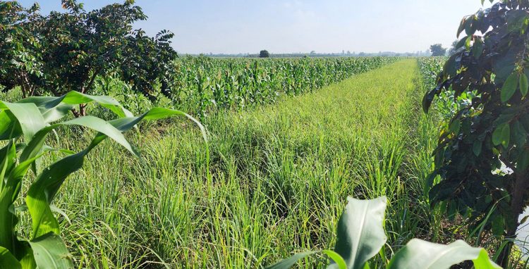 Khai thác giá trị từ vùng đất nhiễm mặn