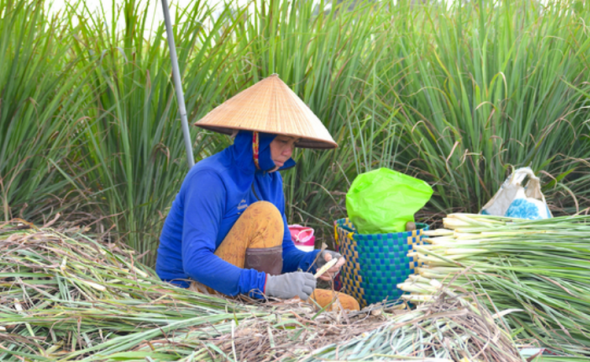 Khai thác giá trị từ vùng đất nhiễm mặn