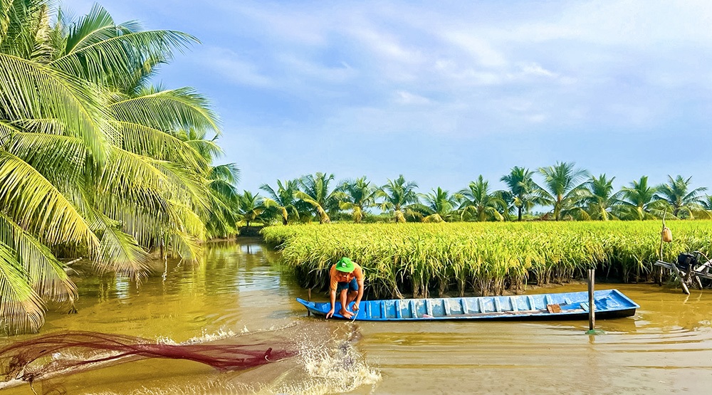 Phát triển nông nghiệp bền vững từ các vùng sản xuất "lúa-tôm" ở Cà Mau Phát triển nông nghiệp bền vững từ các vùng sản xuất "lúa-tôm" ở Cà Mau