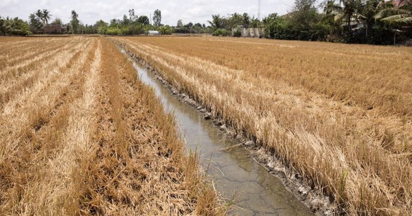 Chủ động ứng phó xâm nhập mặn, hạn hán và cháy rừng