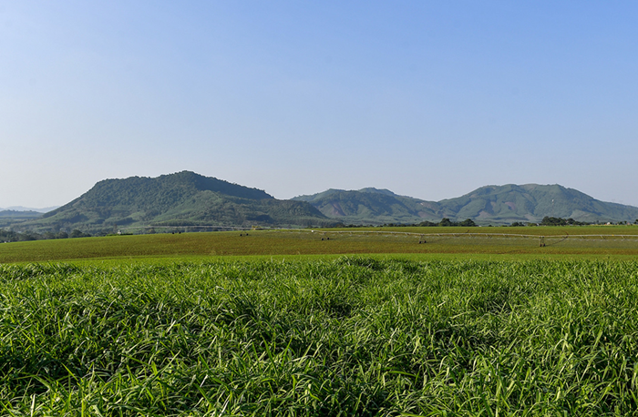 Hình thành các doanh nghiệp có quy mô lớn về sản xuất sữa
