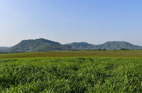 Hình thành các doanh nghiệp có quy mô lớn về sản xuất sữa