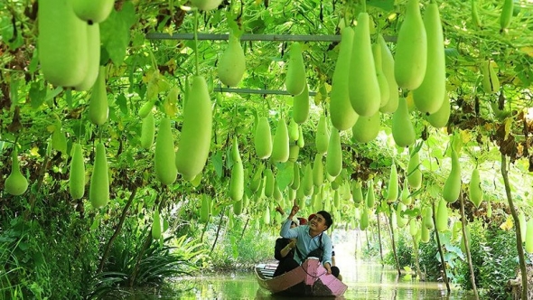 Khai thác tiềm năng du lịch nông thôn