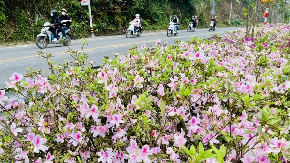 Mùa hoa đỗ quyên nở rực rỡ "hút" khách du lịch đến Tam Đảo