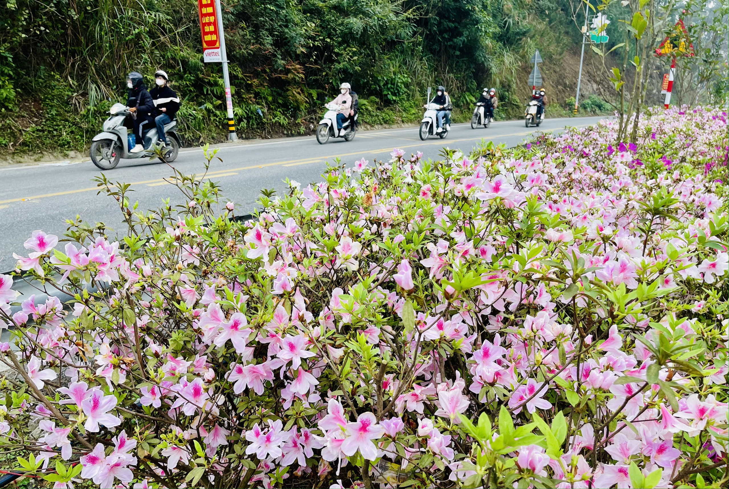 Mùa hoa đỗ quyên nở rực rỡ "hút" khách du lịch đến Tam Đảo