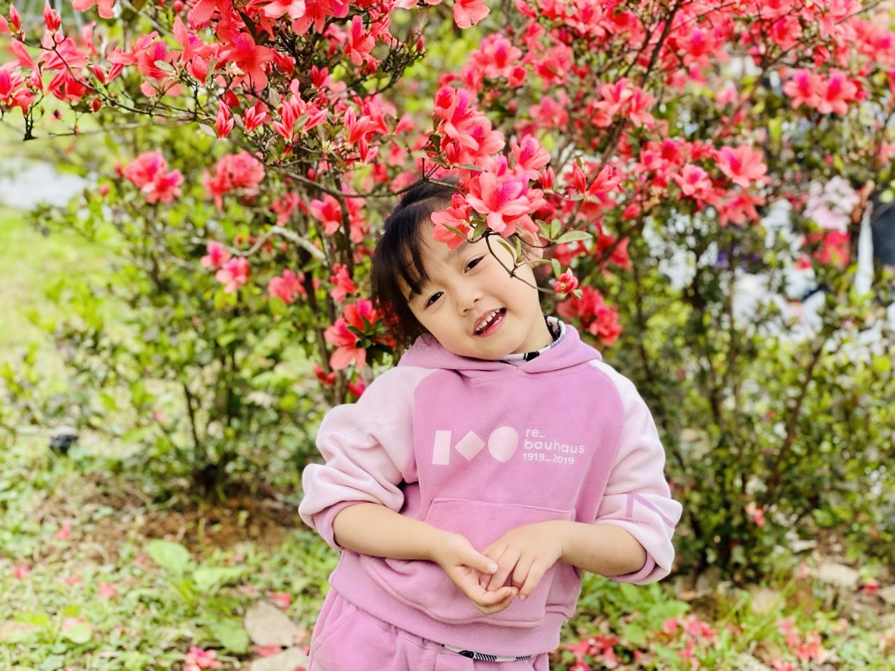 Mùa hoa đỗ quyên nở rực rỡ "hút" khách du lịch đến Tam Đảo