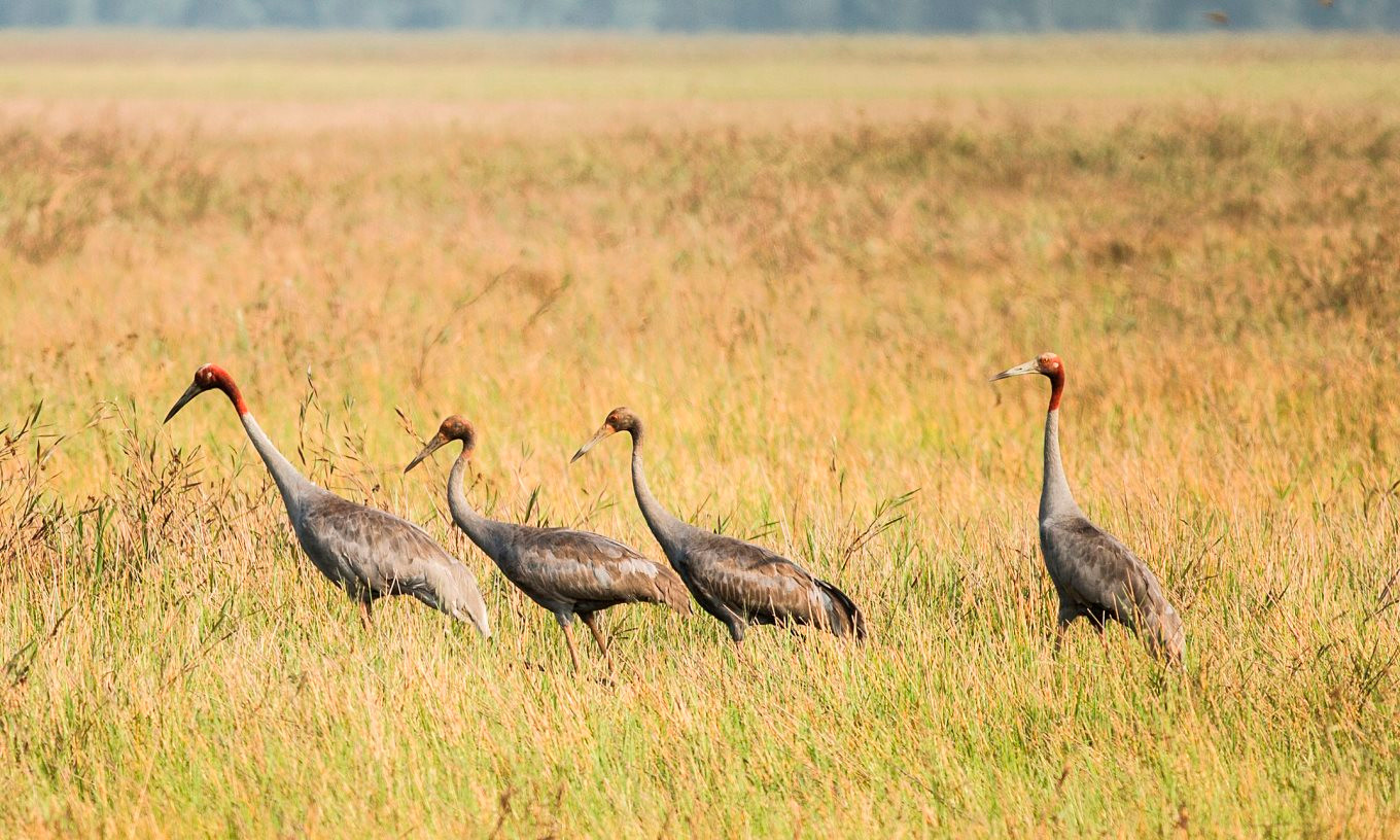 Việt Nam xếp thứ 14 quốc gia có mức độ đa dạng sinh học cao trên thế giới Việt Nam xếp thứ 14 quốc gia có mức độ đa dạng sinh học cao trên thế giới