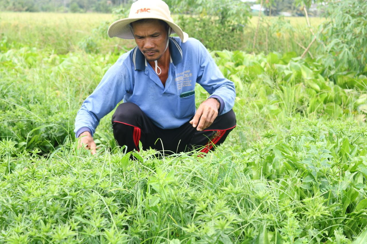 Phát triển nông nghiệp hữu cơ gắn với bảo vệ môi trường Phát triển nông nghiệp hữu cơ gắn với bảo vệ môi trường