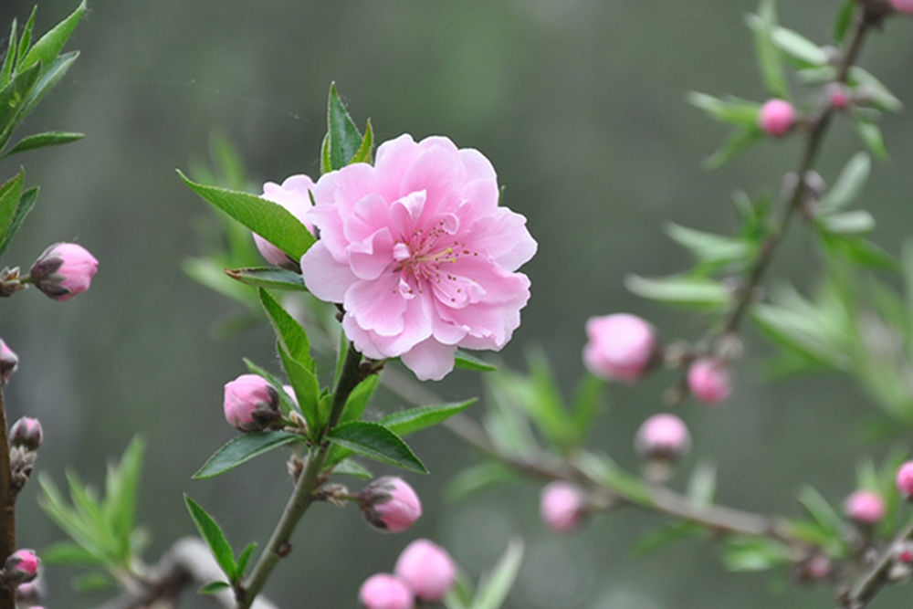 Tử vi vòng quay công nghệ ngày 7/3/2025: Tuổi Mùi sự nghiệp thuận lợi, tuổi Tý tin vui tài lộc Tử vi vòng quay công nghệ ngày 7/3/2025: Tuổi Mùi sự nghiệp thuận lợi, tuổi Tý tin vui tài lộc