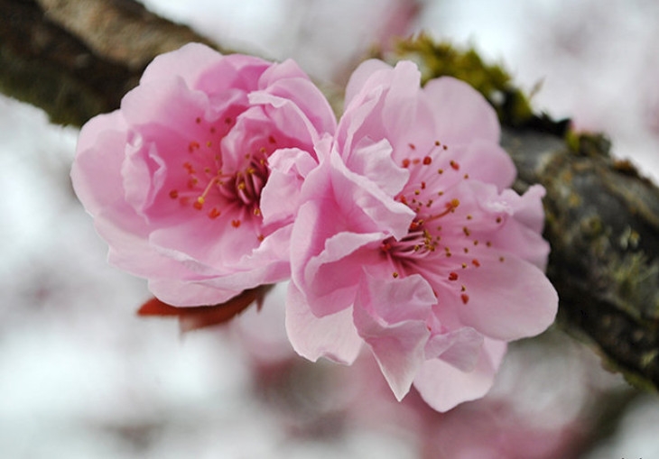 Tử vi vòng quay công nghệ ngày 7/3/2025: Tuổi Mùi sự nghiệp thuận lợi, tuổi Tý tin vui tài lộc Tử vi vòng quay công nghệ ngày 7/3/2025: Tuổi Mùi sự nghiệp thuận lợi, tuổi Tý tin vui tài lộc