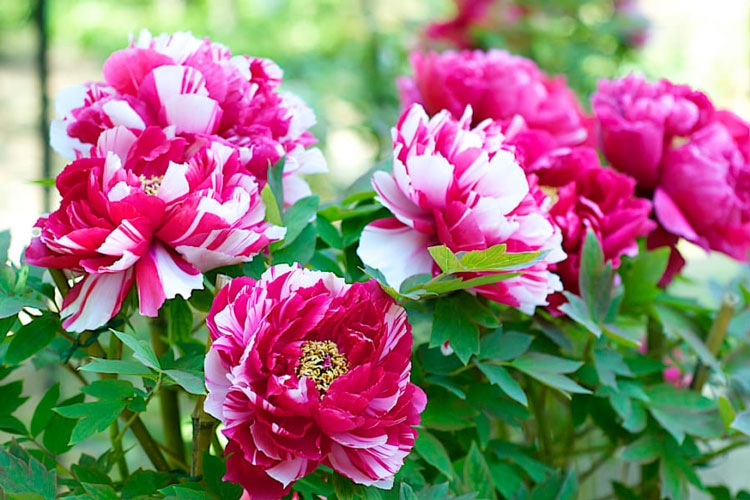 Tử vi vòng quay công nghệ ngày 14/3/2025: Tuổi Mão ảnh hưởng sức khỏe, tuổi Thân cải thiện tài chính Tử vi vòng quay công nghệ ngày 14/3/2025: Tuổi Mão ảnh hưởng sức khỏe, tuổi Thân cải thiện tài chính