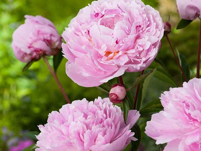 Tử vi vòng quay công nghệ ngày 14/3/2025: Tuổi Mão ảnh hưởng sức khỏe, tuổi Thân cải thiện tài chính Tử vi vòng quay công nghệ ngày 14/3/2025: Tuổi Mão ảnh hưởng sức khỏe, tuổi Thân cải thiện tài chính