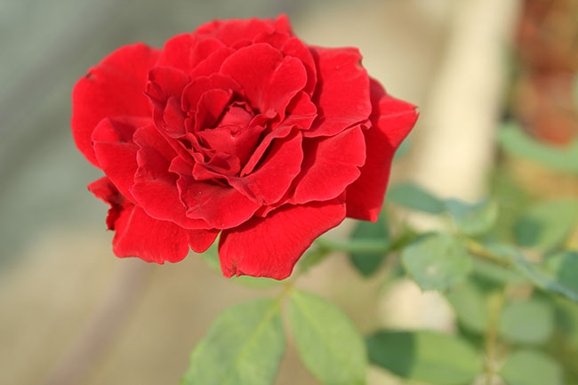 Tử vi vòng quay công nghệ ngày 15/3/2024: Tuổi Mùi khởi sắc mạnh mẽ, Tử vi vòng quay công nghệ ngày 15/3/2024: Tuổi Mùi khởi sắc mạnh mẽ,