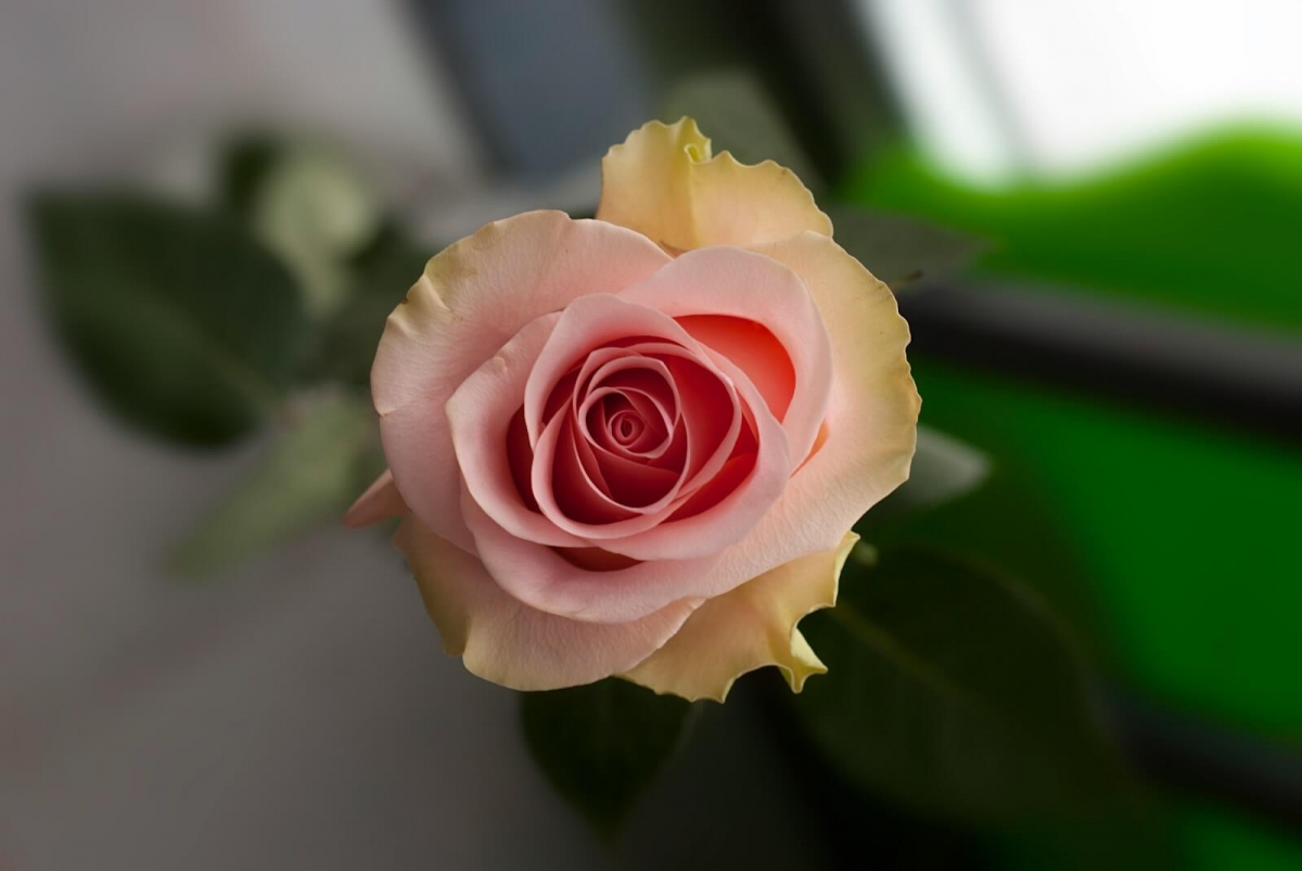 Tử vi vòng quay công nghệ ngày 16/3/2025: Tử vi vòng quay công nghệ ngày 16/3/2025: