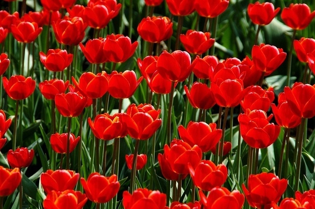 Tử vi vòng quay công nghệ ngày 18/3/2025: Tuổi Tý phát triển thuận lợi, tuổi Tuất gặp trục trặc Tử vi vòng quay công nghệ ngày 18/3/2025: Tuổi Tý phát triển thuận lợi, tuổi Tuất gặp trục trặc