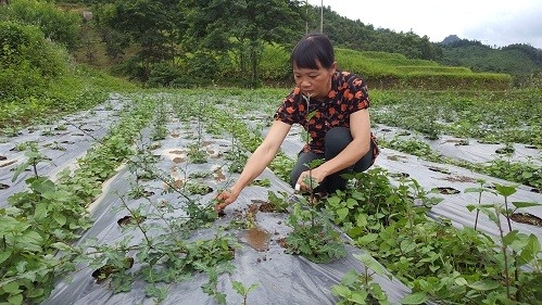 Mở rộng diện tích trồng dược liệu dưới tán rừng
