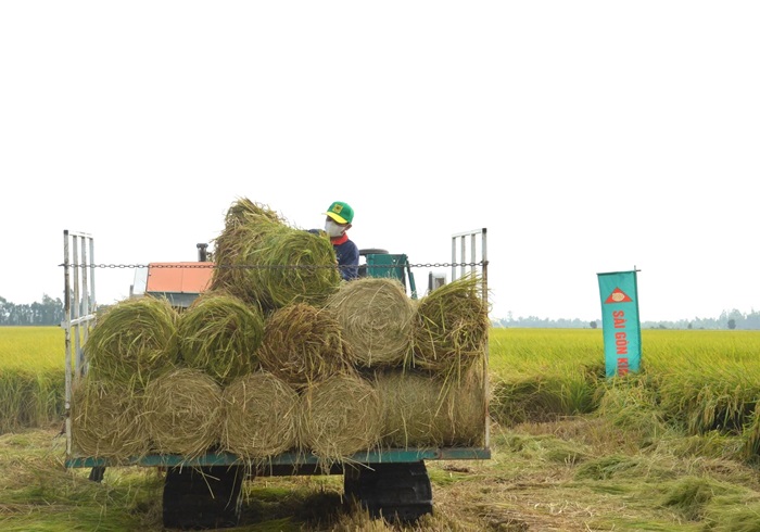 Lúa ở Kiên Giang: Lợi nhuận tăng hơn 55 triệu đồng/ha nhờ mô hình "phát thải thấp"