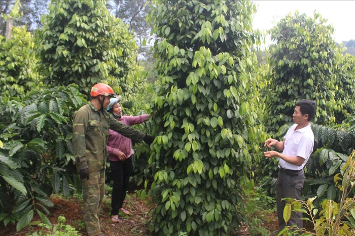 Hợp tác xã nông nghiệp – động lực quan trọng thúc đẩy phát triển kinh tế nông thôn tại Lâm Đồng